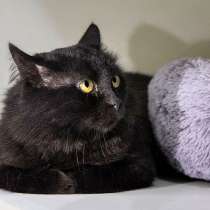 Ласковый домашний котик Стасик ищет дом и доброе сердце, в Москве