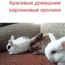 Красивые карликовые малыши домашние. Дзержинск, в Дзержинске