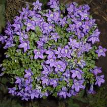 Кампанула, в г.Усть-Каменогорск