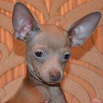 Милашки Тои, в г.Каунас