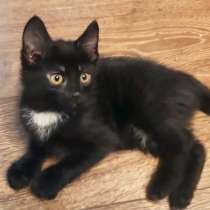 Отдам котят в добрые руки, в Ступино