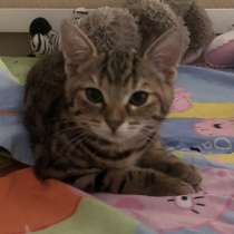 Котёнок, в г.Нюрнберг