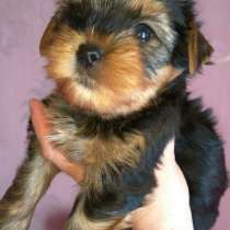 Племенная девочка Йоркширский терьер, в Симферополе