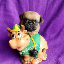 Брабансон рыжая девочка, в Москве