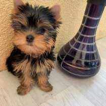 Щенки Йорка, в г.Белая Церковь