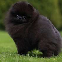 Черный мальчик породы померанский шпиц мини в ожидании вас, в г.Варшава
