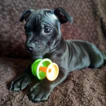 Щенки стаффордширский бультерьер стаффи, в Архангельске