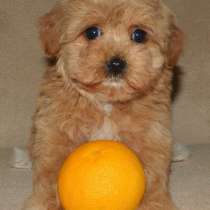 Мальтипу F - 1. Мини, в г.Кранихфельд