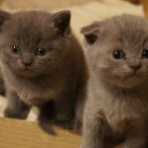 Британские котики, в Каменске-Уральском