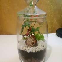 Флорариум - банка, в Ростове-на-Дону