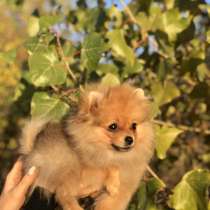 Продаётся шпиц, в г.Бухарест