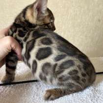 Бенгальская малышка в разведение, в г.Чикаго