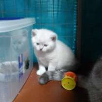 Шотландцы в Кисловодске, в Кисловодске