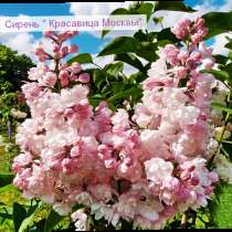Сирень 'Красавица Москвы', в Краснодаре