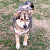 В поисках дома замечательная Малышка!, в Москве