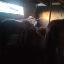 Продам Жеребенок 2 годовая, в г.Талгар