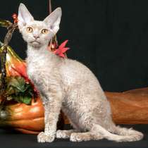 Девонята, в Новосибирске