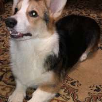 Вельш - корги, в г.Фюрт