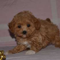 Maltipoo F - 1. Girl, в г.Гамбург