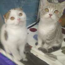 Продаются шотландские котята, в Перми