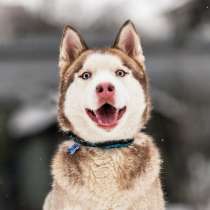 Красавчик хаски Харт в добрые руки, в Москве