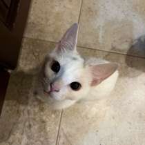 котенок, в Раменское