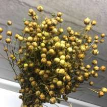 Сухоцветы, в Воронеже