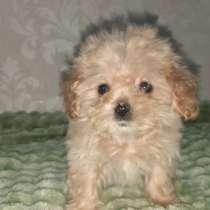 Мальтипу F - 1.Mini girl, в г.Бранденбург