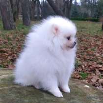 Померанский шпиц. Мини, в г.Adelebsen