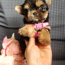 Девочка йоркширский терьер, в Москве