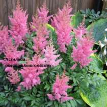 Астильба розовая и другие многолетние ра, в Москве