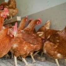 Куры несушки, в Целине