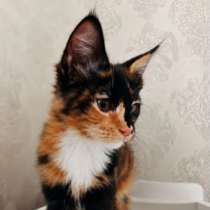 Котенок мейн Кун, в Альметьевске