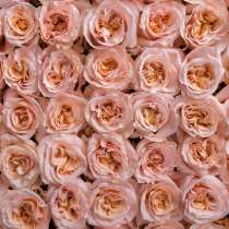 Роза оптом в Северобайкальске Шиммер к 8 марта, в Северобайкальске