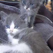 Котята в добрые руки, в Узловой