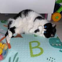 Ласковая и нежная мурлыка ищет дом, в Санкт-Петербурге