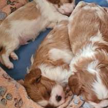 Малыши Cavalier King Charles, в г.Фира