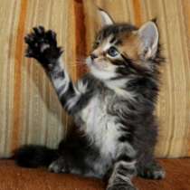 котята Мейн Кун из питомника, в Омске