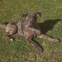 Щенок с редким мраморным красом, в Санкт-Петербурге