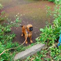 Пти-брабансон яркий мальчик, в Москве