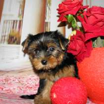 Йоркширский терьер, в Москве