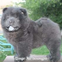 Шикарные щенки чау чау, в г.Ереван