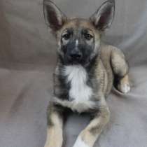 Маленький, но очень храбрый щенок, в Санкт-Петербурге