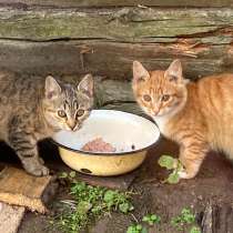 Очень красивые котята-пушистики, мальчик и девочка в дар, в Москве