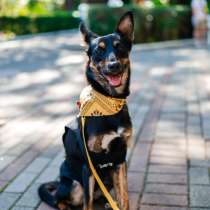 Шелби ищет дом, в г.Хельсинки