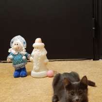 Котёнок ищет семью!, в Томске