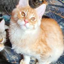 Maine Coon Male Zeus, в г.Таллин