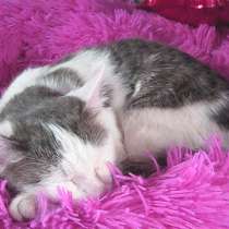 Девочка 6 мес. Лоток знает, в г.Усть-Каменогорск