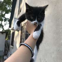 Отдам котят, в Липецке