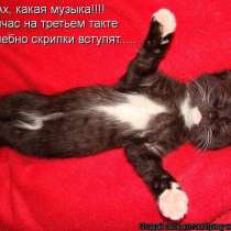 Котенок Борислав, возраст 2 месяца, в Ярославле